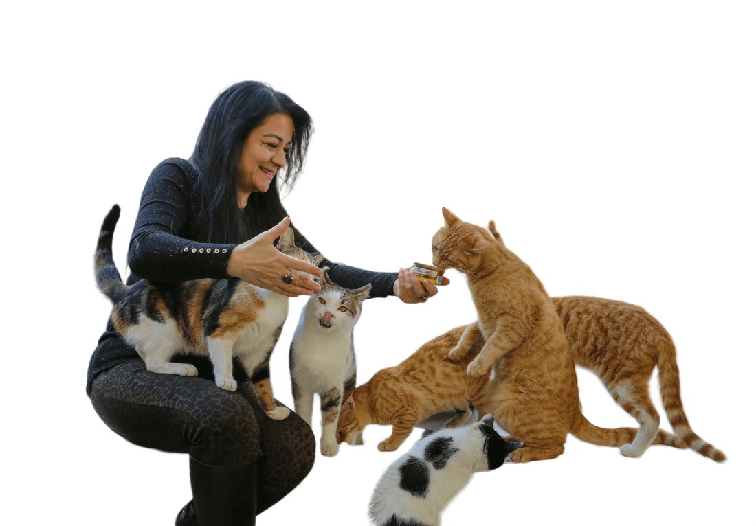 Woman feeding a group of cats