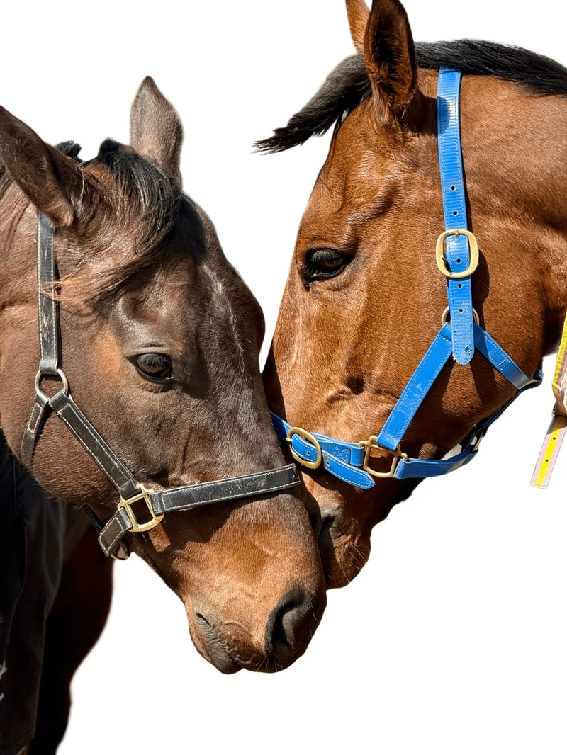 Two horses together