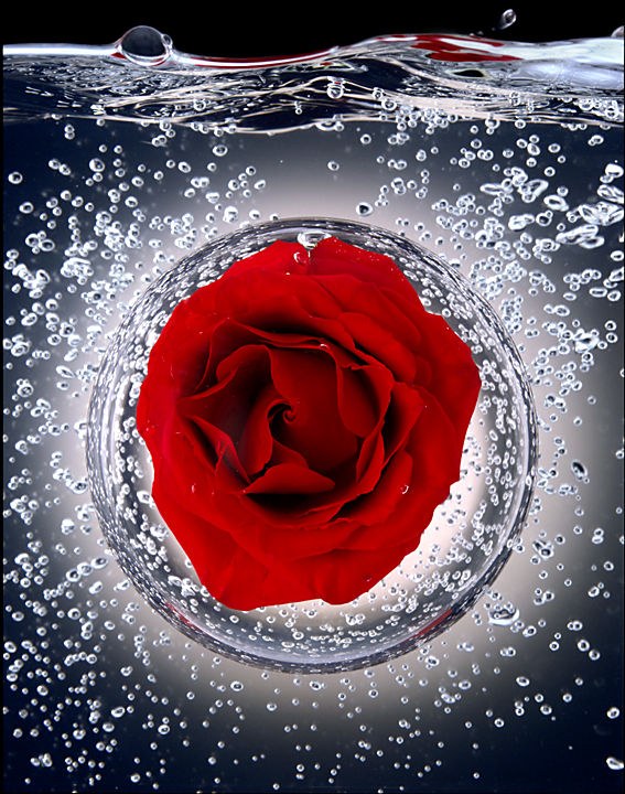 A red rose held inside a clear sphere underwater, surrounded by bubbles